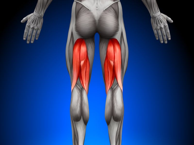 Anatomy and Role of Hamstring Muscles