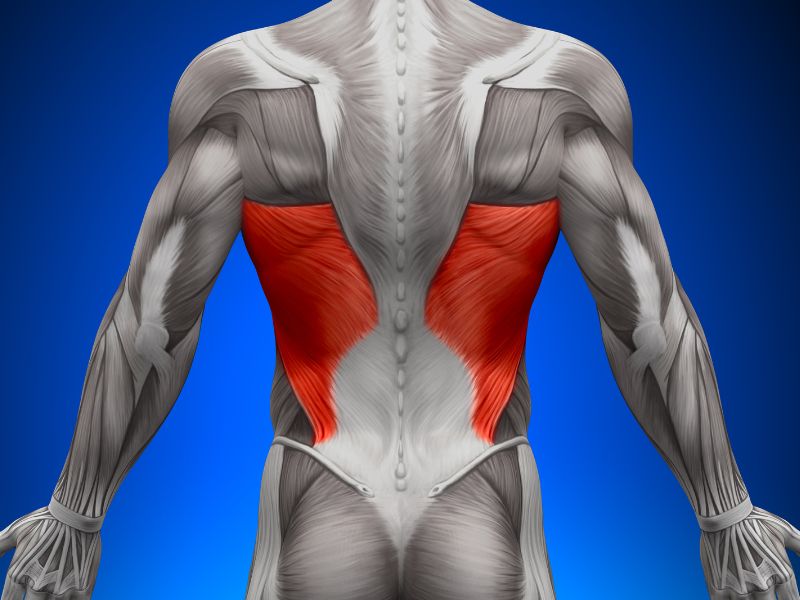 Anatomy and Role of Lat Muscle