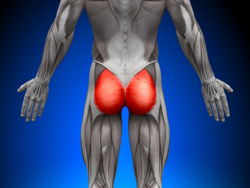 Gluteal Muscles