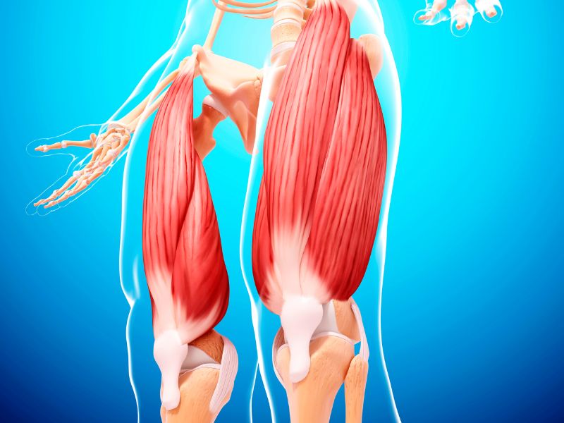 Anatomy and Role of Quad Muscles