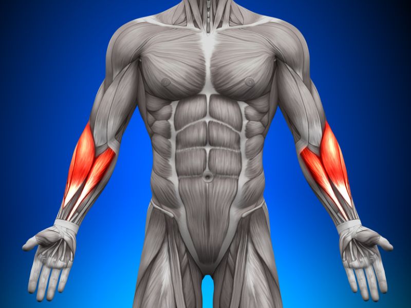 Anatomy and Role of Forearm Muscles